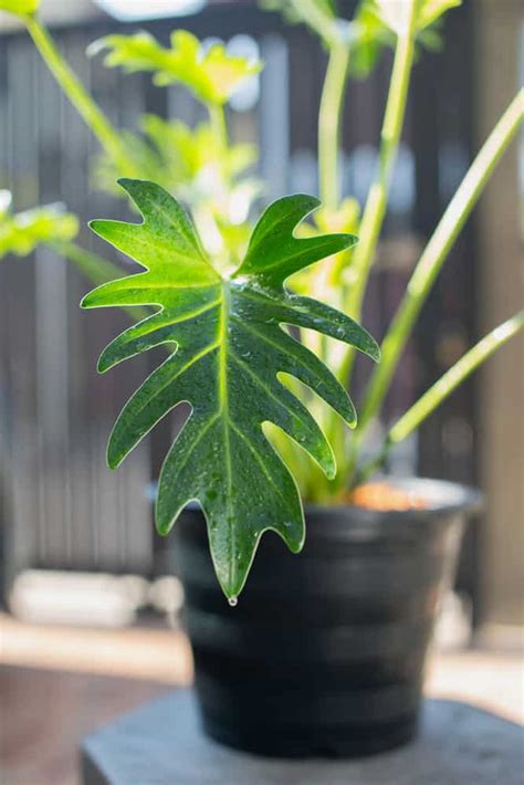 Philodendron Fertilizer 101: Ultimate Guide to Nurture Your Indoor Oasis