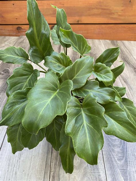 Philodendron Plants: A Potential Hazard to Your Feline Companion