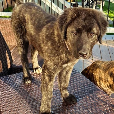 Phoenix Animal Rescue: A Haven for Abandoned and Neglected Animals in Chester Springs, PA 19425