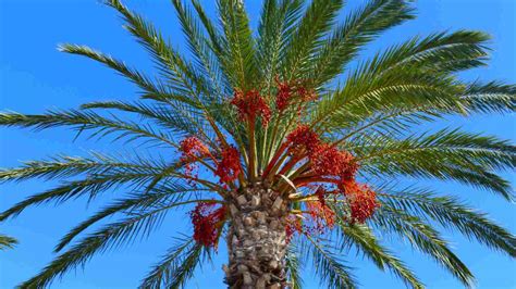 Phoenixdinae: The Enduring Legacy of the Date Palm