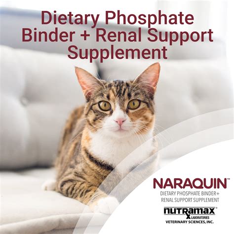 Phosphate Binders for Cats: A Comprehensive Guide to Supporting Renal Health