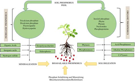 Phosphatic Biofertilizers Reader