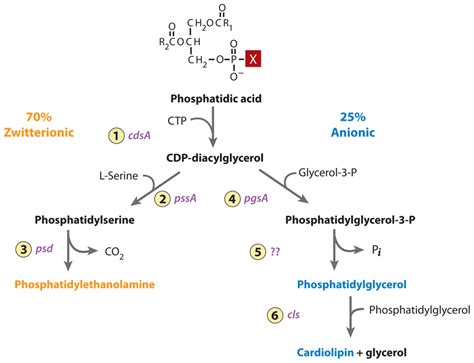 Phospholipid Biosynthesis Epub