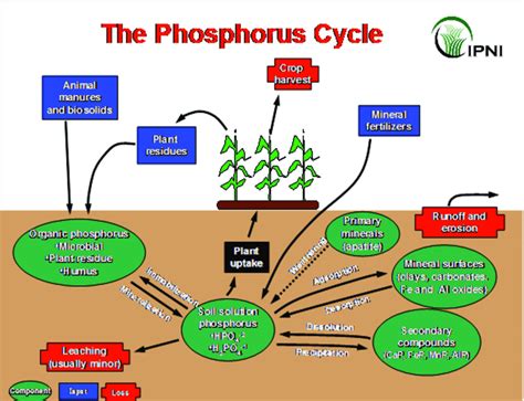 Phosphorus Fertilizer: The 411 on a Vital Plant Nutrient