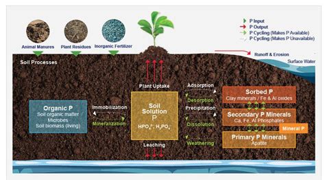 Phosphorus Fertilizer: Understanding the Basics