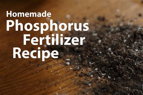 Phosphorus Fertilizer Organic: A Comprehensive Guide to Enriching Your Soil Naturally