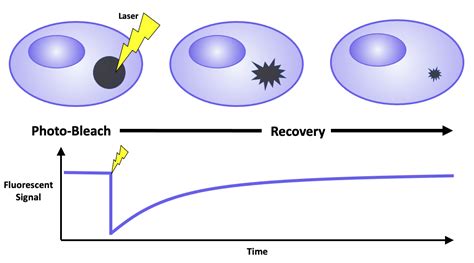 Photobleaching: