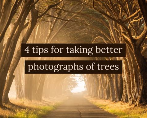 Photographing Trees Reader