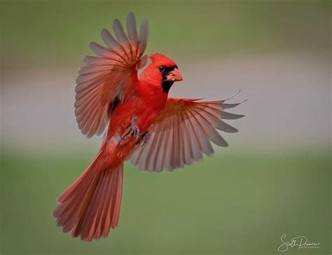 Photography Cardinal Flying Real Big Picture