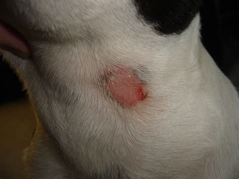 Photos of Dogs with Ringworm