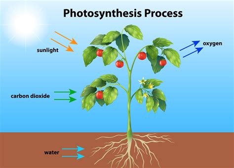 Photosynthesis Kindle Editon