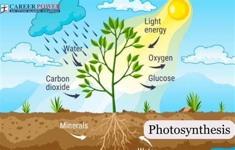 Photosynthesis: