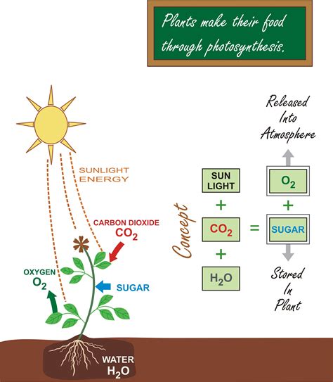 Photosynthesis: Harnessing the Sun's Energy