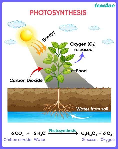 Photosynthesis: Making Energy