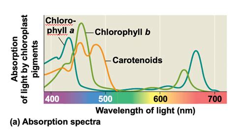 Photosynthesis Absorption Spectrum For Chlorophyll Answer Key Epub