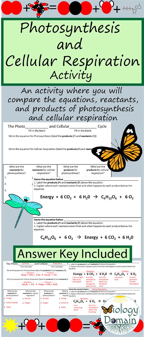 Photosynthesis And Cellular Respiration Answer Doc