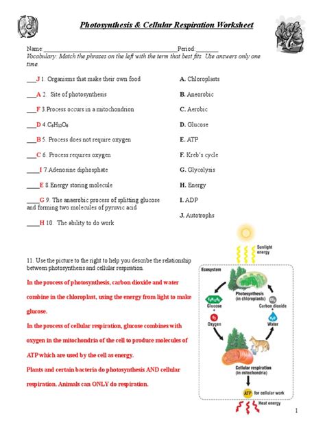 Photosynthesis And Cellular Respiration Answers Doc