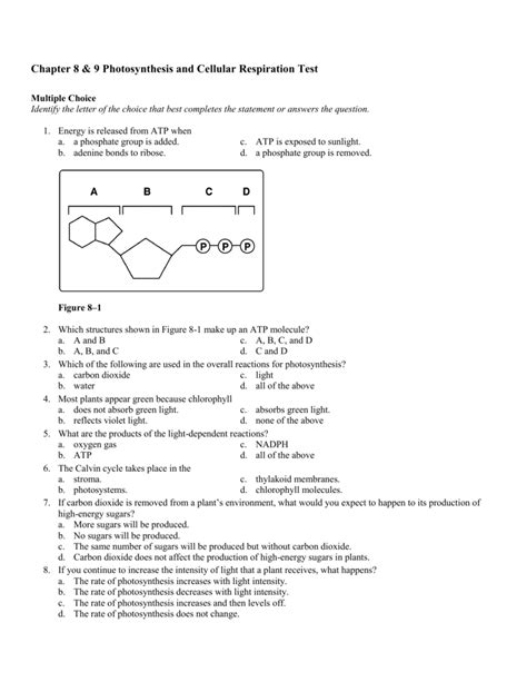 Photosynthesis And Cellular Respiration Test Answers Reader