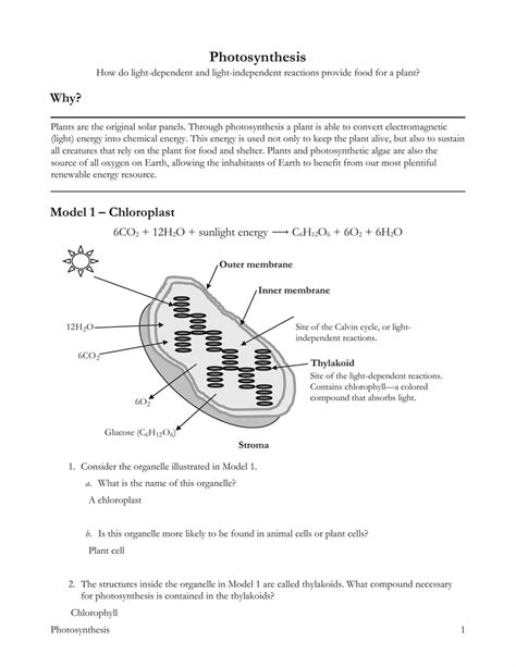 Photosynthesis Answer Key PDF