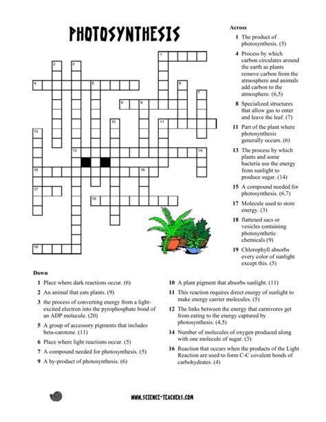 Photosynthesis Crossword Answer Key Doc