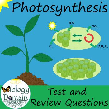 Photosynthesis Diagrams Answer Keys Reader