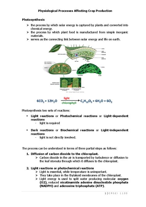 Photosynthesis Physiological Doc