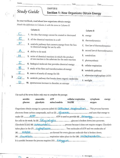 Photosynthesis Study Guide Answer Key Reader