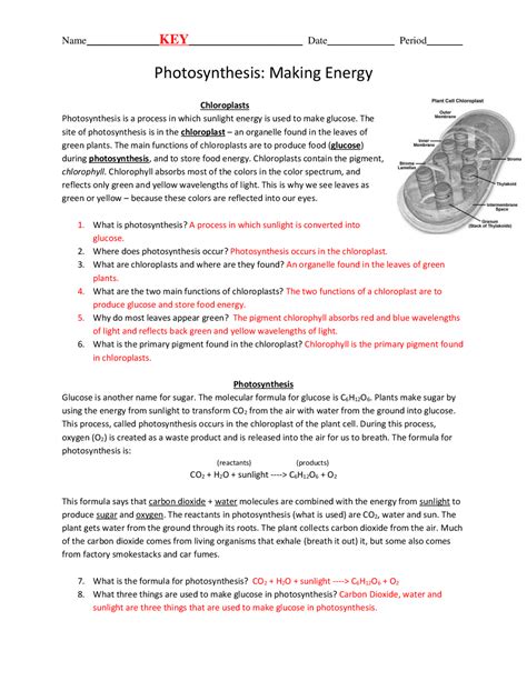 Photosynthesis Worksheet Answers Doc