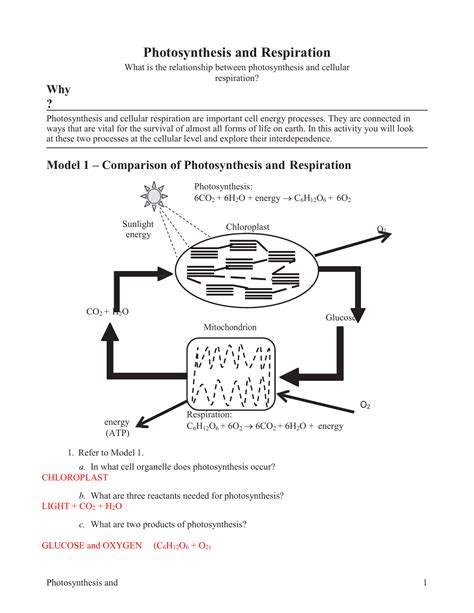 Photosynthesis and respiration pogil answers Ebook Reader