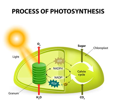 Photosynthesis in Algae 1st Edition PDF