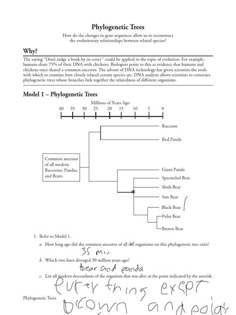 Phylogenetic Tree Pogil Answers Reader