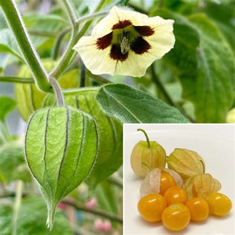 Physalis Peruviana: Unlocking the Enigmatic Goldenberry