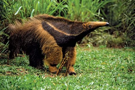 Physical Appearance: An Anteater with a Flaming Tail