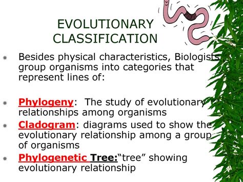 Physical Attributes and Evolutionary Line