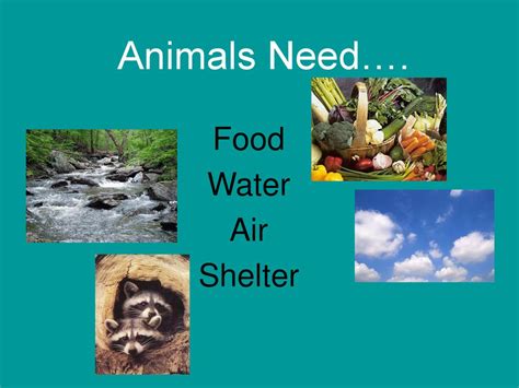 Physiological Needs (Food, Water, Shelter):