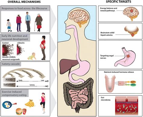 Physiological Response to Hunger: