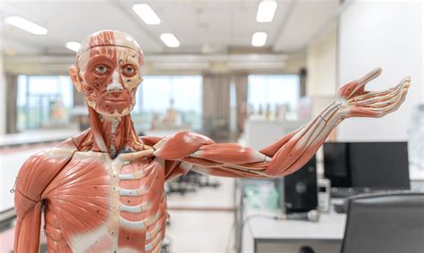 Physiology Jobs: A Career Guide to Exploring the Human Body