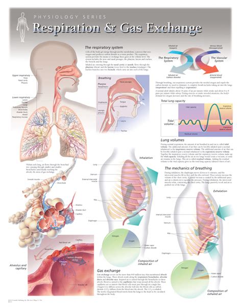 Physiology and Biochemistry of Respiration Doc