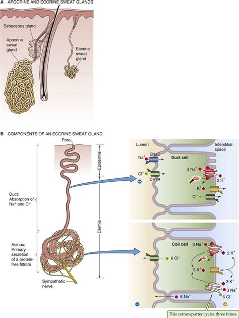 Physiology of Women Sweat