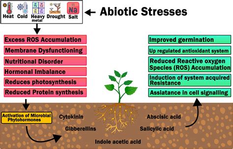 Phytohormones and Abiotic Stress Tolerance in Plants Doc
