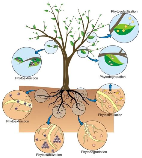 Phytoremediation of Soil and Water Contaminants Reader