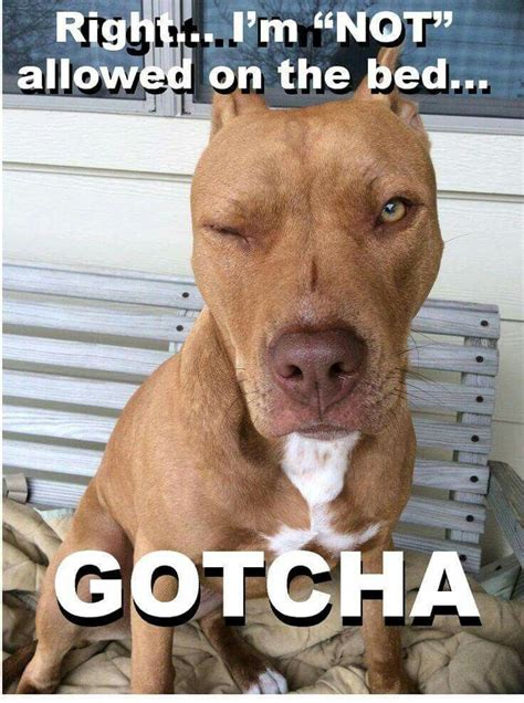 Pibble Memes: 57 Hilarious Pictures That Prove Pit Bulls Are the Best Dogs Ever