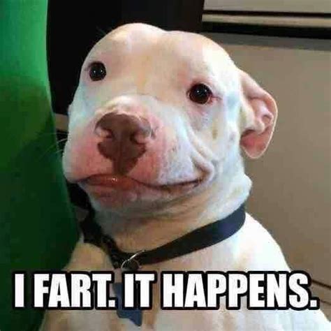 Pibble Power: 500,000+ Hilarious Dog Memes