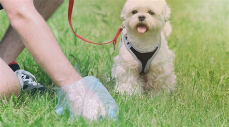 Picking Up Dog Poop: A Comprehensive Guide for Responsible Pet Owners