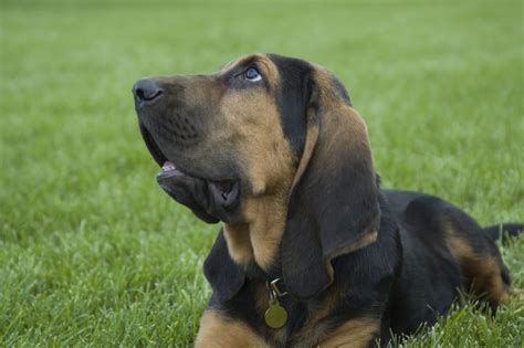 Picture Perfect: The Bloodhound, A Vision of Canine Grandeur