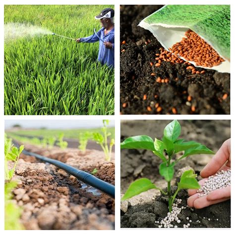 Piedmont Fertilizer: Your Gateway to Enhanced Crop Productivity & Lucrative Returns