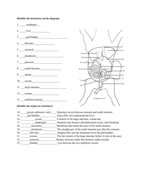 Pig Dissection Worksheet Answers Reader