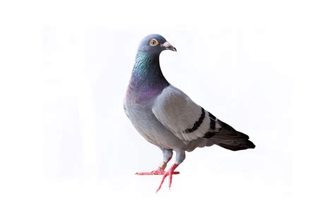 Pigeons: A Persistent Problem with Costly Consequences