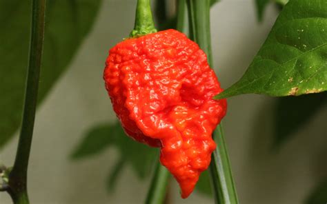 Pimenta Carolina: O Inferno do Mundo Vegetal