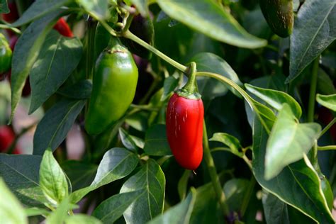 Pimentas Jalapeño: